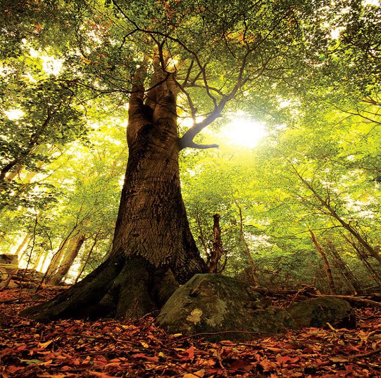 ENERGIE ČASU PRO DUBEN 2026 - OD PETRY SCHNEIDER - INTENZIVNÍ ENERGIE PRO VÝVOJ