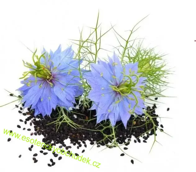 Organic Nigella Sativa olej - 100ml - podpora trávení, posílení energie organismu