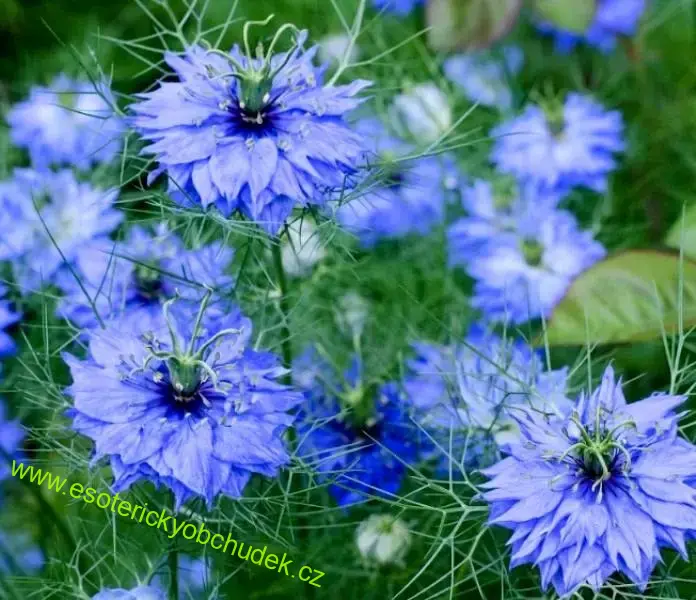 Organic Nigella Sativa olej - 100ml - podpora trávení, posílení energie organismu