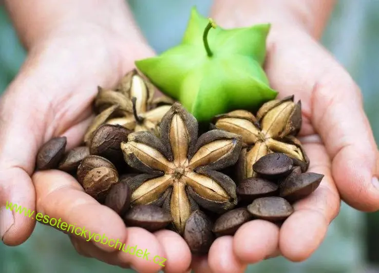 Olej SACHA INCHI 100 ml - obsahuje až 90 % omega-3, 6 a 9 mastných kyselin, vstřebatelnost až 96 %, jod a vitaminy A a E.